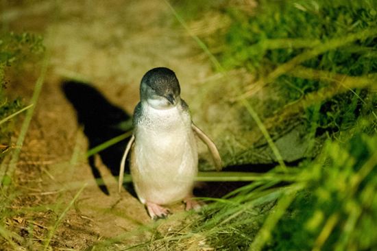 夜觀神仙企鵝回巢