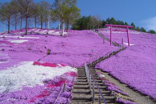 東藻琴公園芝櫻