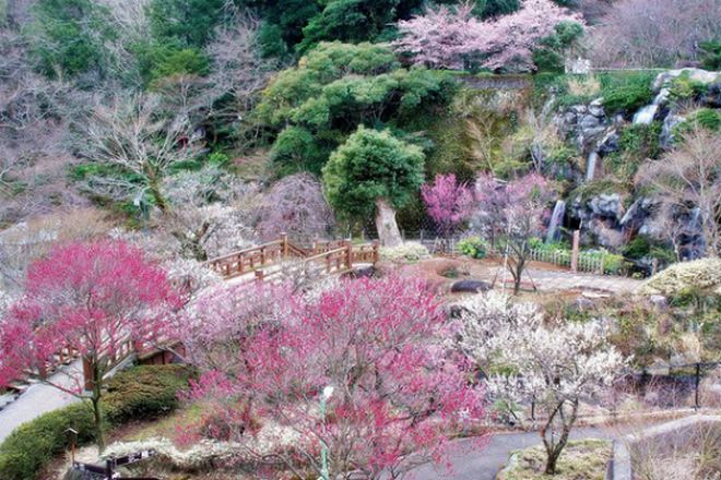熱海梅園梅花祭