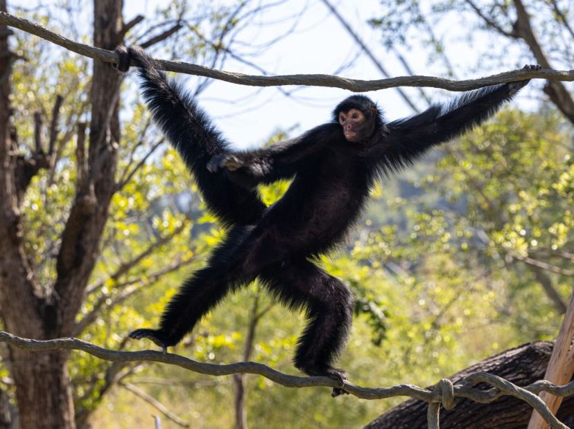 清遠長隆國際旅遊度假區