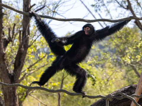 清遠長隆國際旅遊度假區