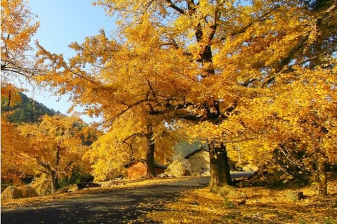 錢沖古銀杏國家森林公園