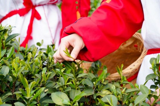 溪禾山鐵觀音茶園