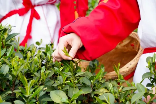 溪禾山鐵觀音茶園