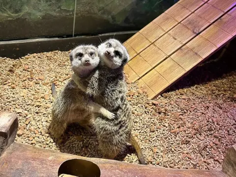 Zoolung Zoolung室內動物園