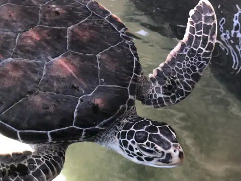 瀕臨海龜保育中心