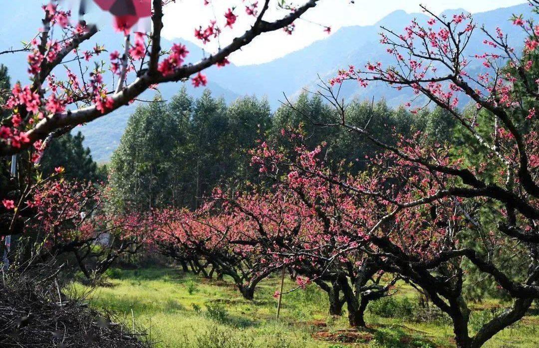 李洞村水墨桃花谷