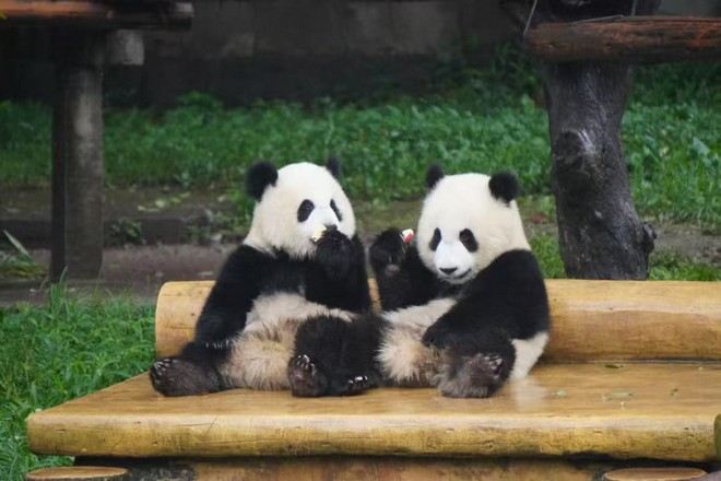 重慶動物園熊貓館