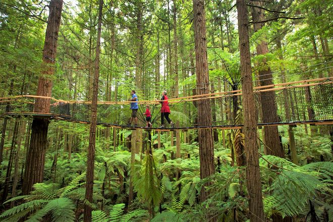 紅樹林空中健步行