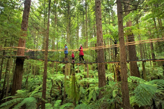 紅樹林空中健步行