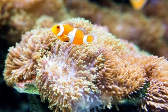 樂天世界水族館