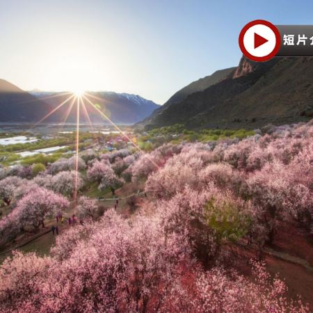 【賞花最美季節~林芝賞桃花🌸】林芝、西藏8天團
 賞桃花🌸勝地<索松村、嘎拉桃花溝>、布達拉宮、大昭寺、體驗做一天藏族人+穿藏裝+攝影師跟拍📸、桑耶寺、雍布拉康