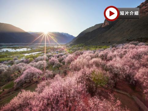【賞花最美季節~林芝賞桃花🌸】林芝、西藏8天團
 賞桃花🌸勝地<索松村、嘎拉桃花溝>、布達拉宮、大昭寺、體驗做一天藏族人+穿藏裝+攝影師跟拍📸、桑耶寺、雍布拉康
