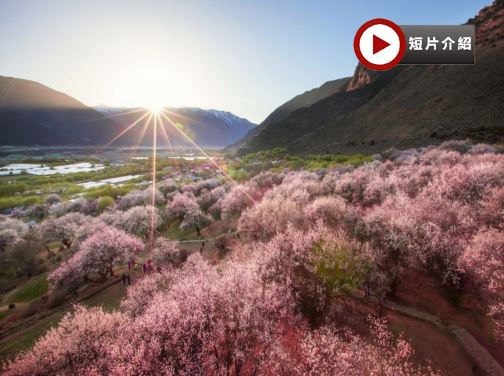 【賞花最美季節~林芝賞桃花🌸】林芝、西藏8天團
賞桃花🌸勝地<索松村、嘎拉桃花溝>、布達拉宮、大昭寺、體驗做一天藏族人+穿藏裝+攝影師跟拍📸、桑耶寺、雍布拉康 【賞花最美季節~林芝賞桃花🌸】林芝、西藏8天團
賞桃花🌸勝地<索松村、嘎拉桃花溝>、布達拉宮、大昭寺、體驗做一天藏族人+穿藏裝+攝影師跟拍📸、桑耶寺、雍布拉康