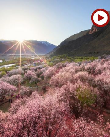 【賞花最美季節~林芝賞桃花🌸】林芝、西藏8天團
 賞桃花🌸勝地<索松村、嘎拉桃花溝>、布達拉宮、大昭寺、體驗做一天藏族人+穿藏裝+攝影師跟拍📸、桑耶寺、雍布拉康
