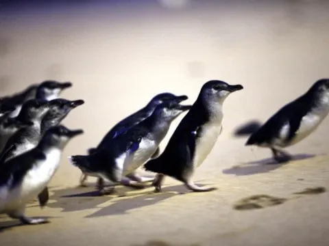 夜觀小企鵝回巢
