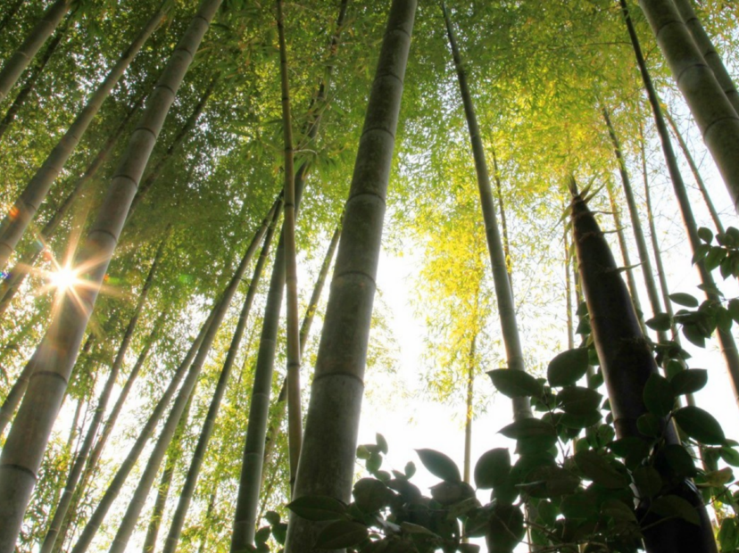 修善寺溫泉區~竹林小徑