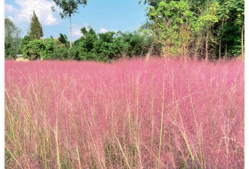 陌上花公園