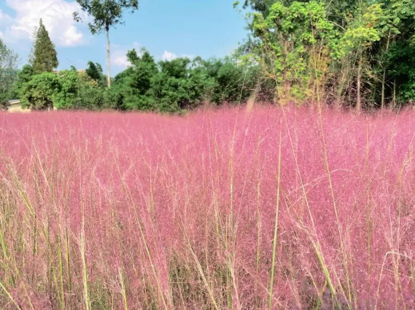 陌上花公園