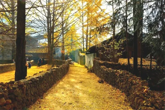 騰沖固東銀杏村 