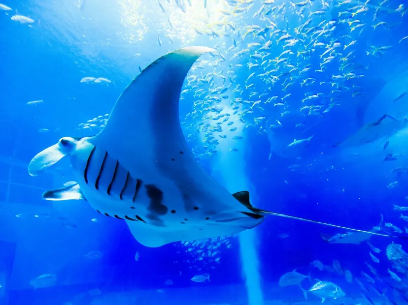 海洋博公園~沖繩美麗海水族館