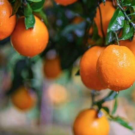 【5鑽】 湖南郴州、和橙果園採摘、莽山溫泉3天純玩高鐵團  和橙基地果園採摘+品嚐新鮮和橙、莽山五指峰、寶山國家礦山公園、連住2晚莽山溫泉酒店《保證廣東話導遊》【限定出發：12月7，12日】