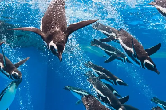 神戶須磨海洋世界