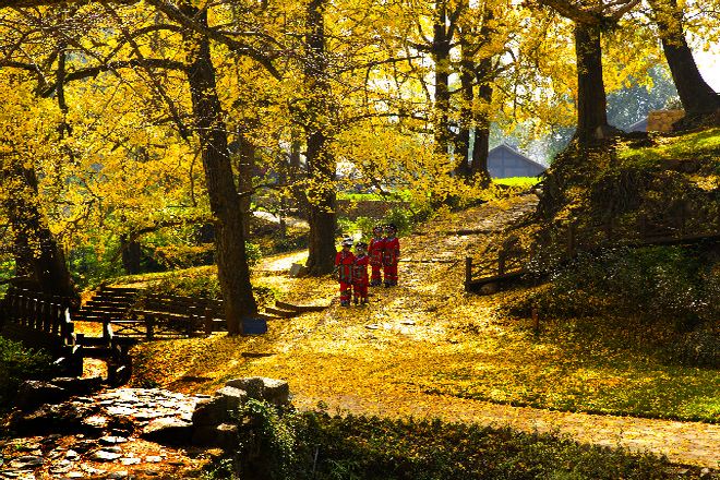 妥樂古銀杏景區