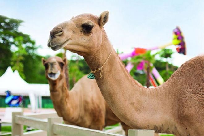 Camel Republic駱駝共和國