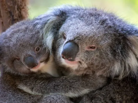 希爾斯維爾野生動物保護區