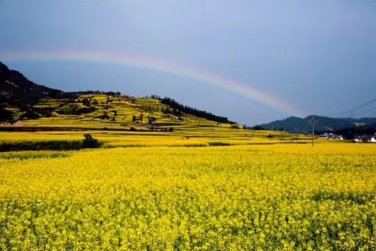 重慶路油菜花海