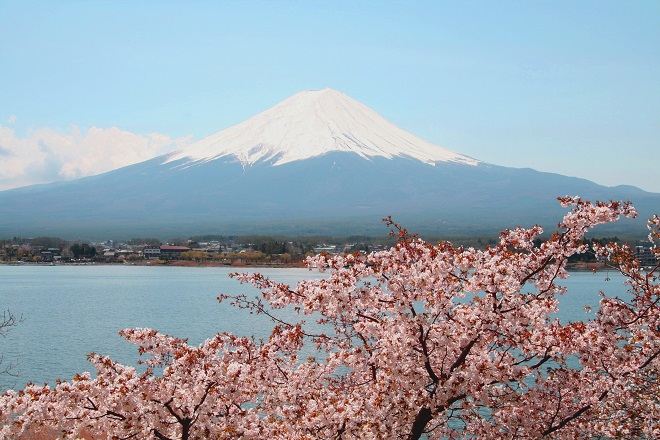 河口湖櫻花祭 (4月5日至4月11日出發適用)