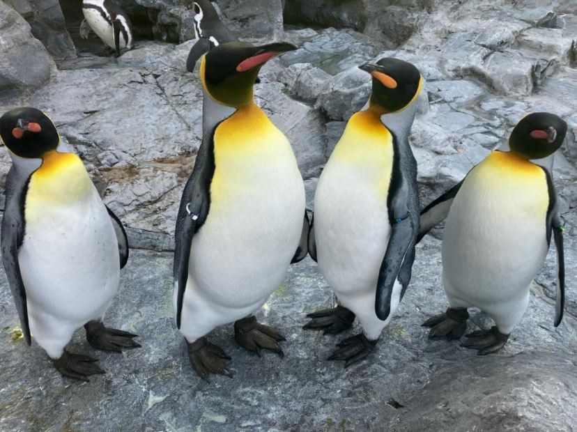 旭山動物園企鵝