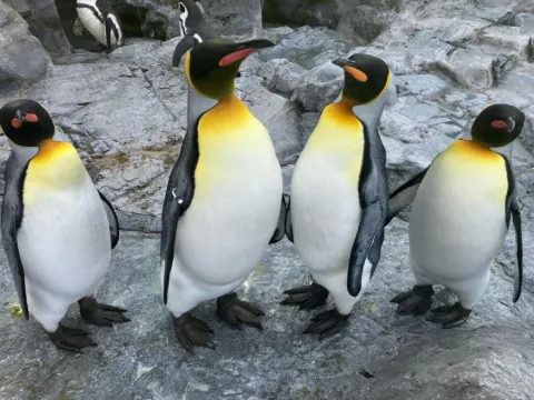 旭山動物園企鵝