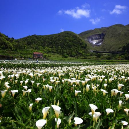 台北+陽明山賞花+桃園  秘景4天之旅  桃園入住1晚麗多森林度假酒店、桃園市土地公文化館、石門水庫風景區 賞櫻/杜鵑、陽明山國家公園、101商圈(2025年全新開幕 DREAM PLAZA購物地標)