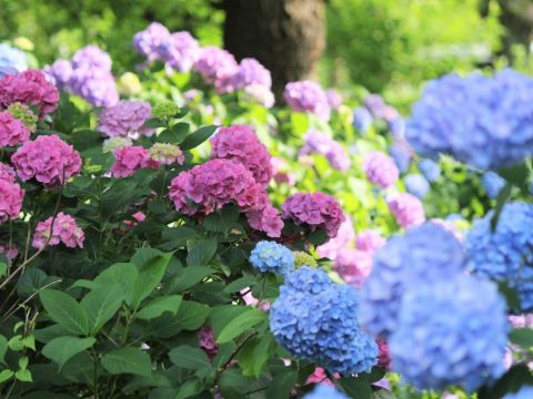 花博記念公園鶴見綠地~風車之丘
