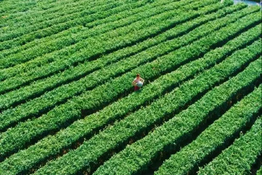 溪禾山鐵觀園茶園