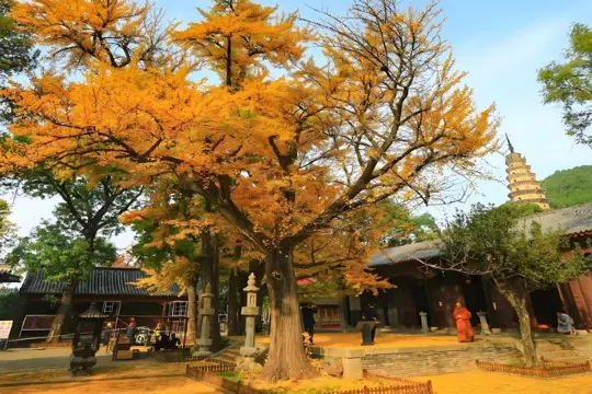 靈岩寺賞銀杏(11月1日-11月10日適用)