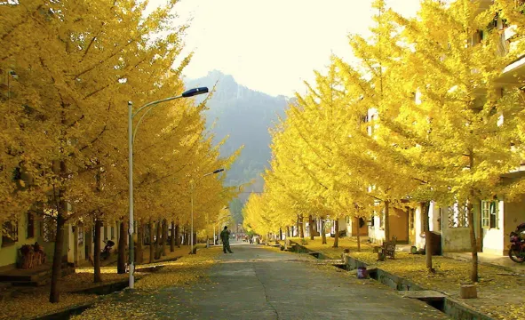 南雄帽子峰林場 - 賞銀杏