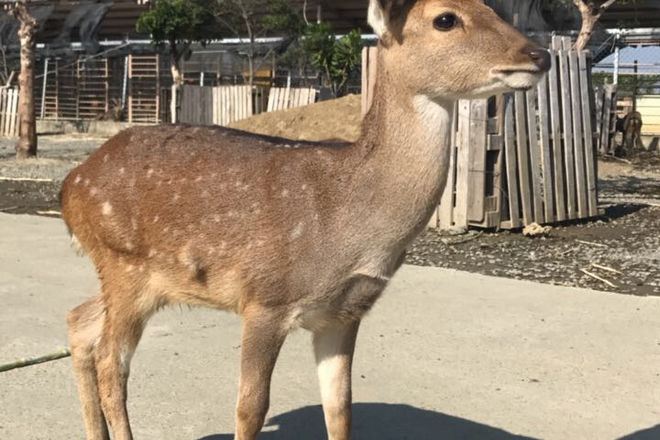 鹿境生態梅花鹿園