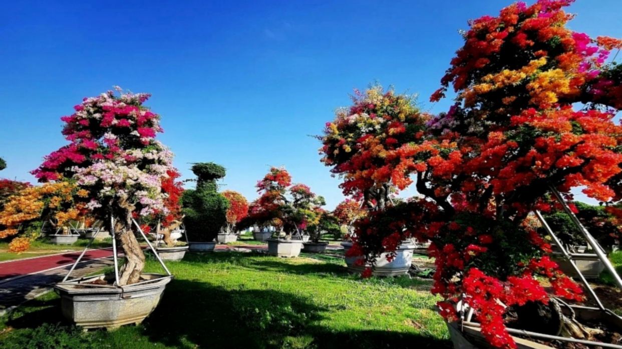 漳州三角梅生態園