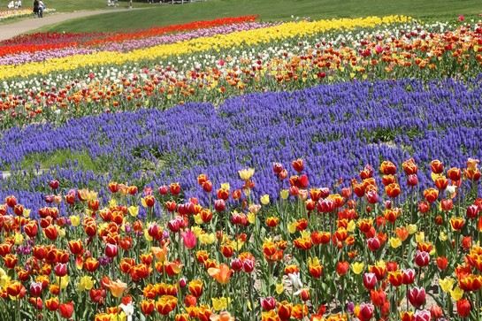 國營瀧野鈴蘭丘陵公園