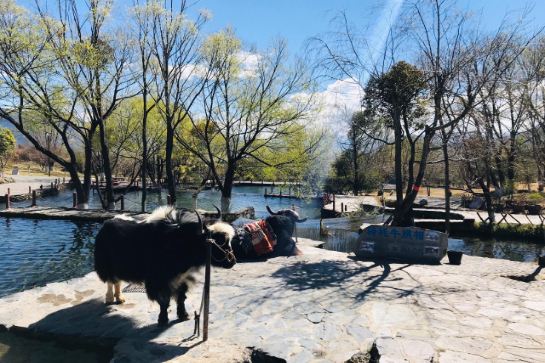 玉龍雪山藍月谷