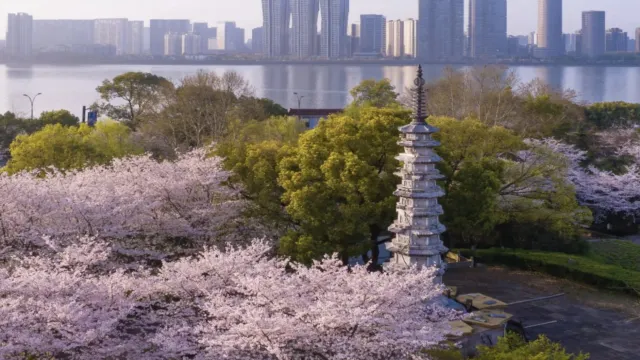 白塔公園賞櫻(3月10日-4月10日出發適用)