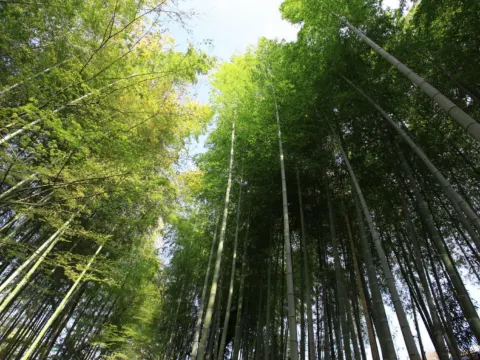 修善寺溫泉區~竹林小徑