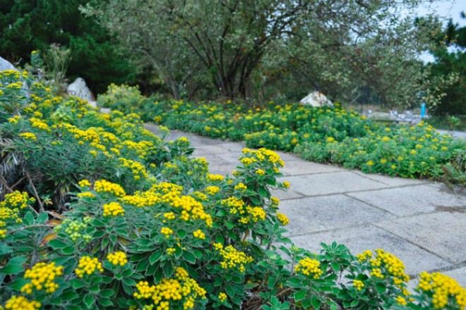 日立海濱公園小黃菊