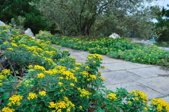 日立海濱公園小黃菊