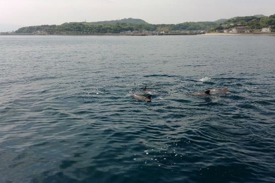 天草海岸觀賞海豚