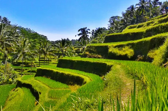 Tegallalang 梯田
