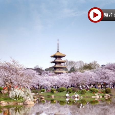 【5鑽】春賞粉櫻●醉美花海 世紀遊輪、長江三峽重慶、宜昌、武漢賞櫻7天團 (船上入住3-4樓江景露台房) ※長江三峽(下水)、三峽大壩升船機、東湖磨山櫻花園、豐都鬼城、《烽煙三國》大型實景演出